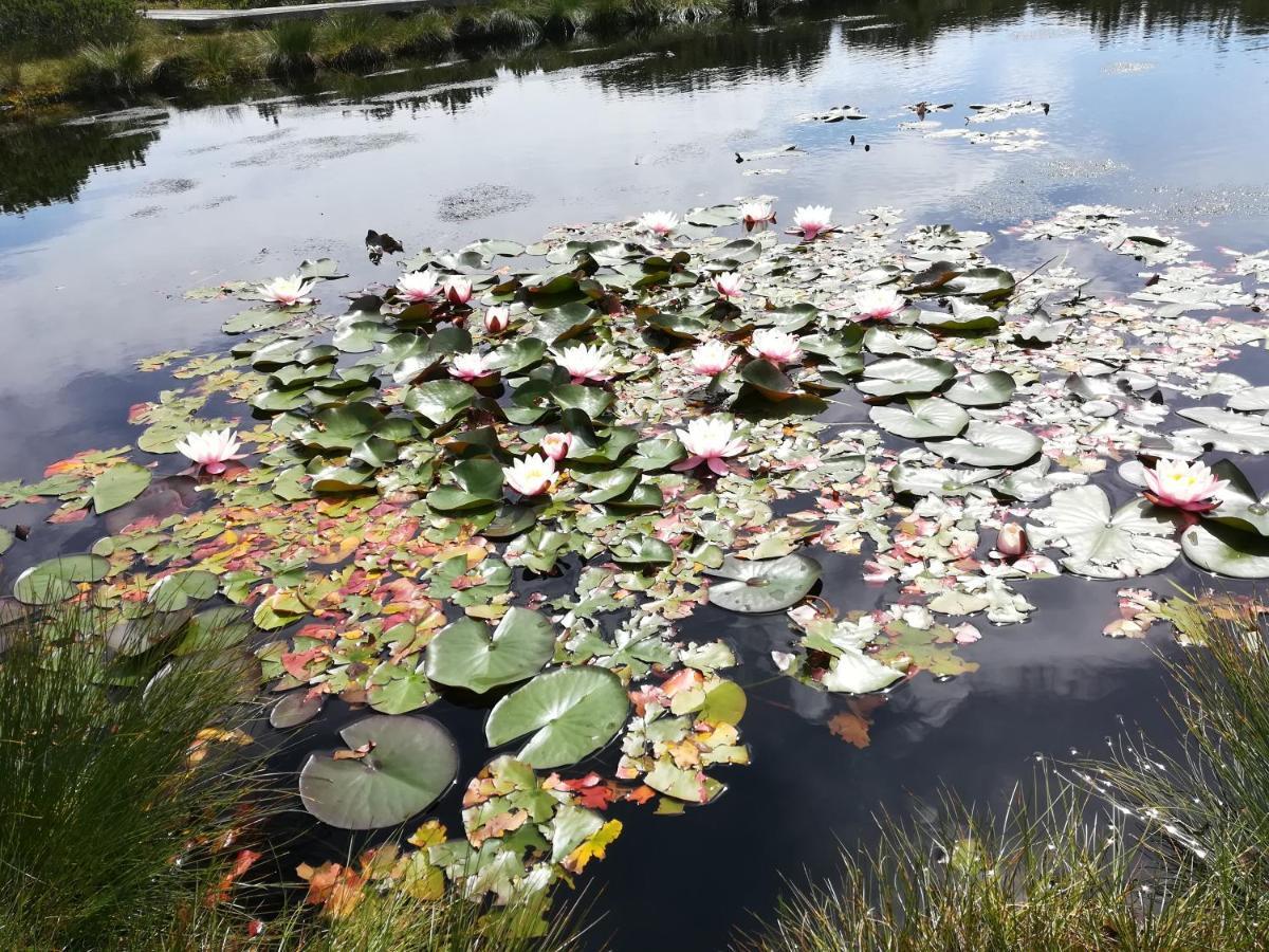 Apartma Borovnica Rogla Vitanje Exteriér fotografie