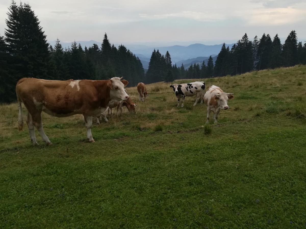 Apartma Borovnica Rogla Vitanje Exteriér fotografie